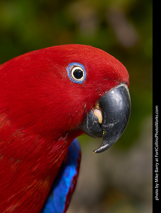 Eclectus (female)