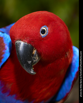 Eclectus (female)