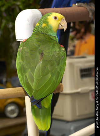 Yellow Headed Amazon Parrot