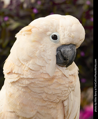 Moluccan Cockatoo