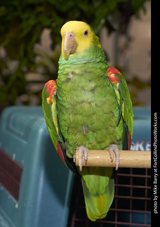 Yellow Headed Amazon Parrot