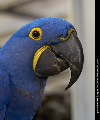 Hyacinth Macaw