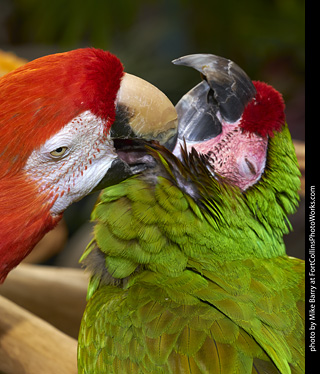 Camelot Macaw and Military Macaw