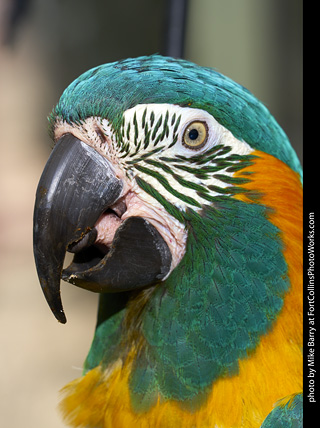 Blue Throated Macaw