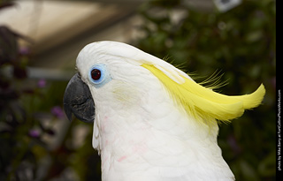 Sulphur Crested Cockatoo