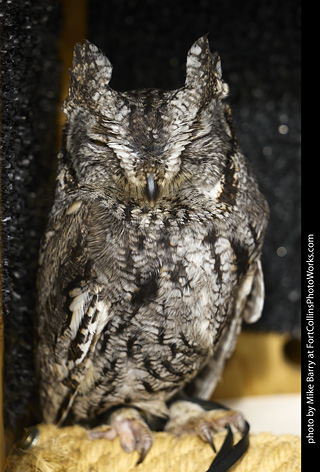 Western Screech Owl