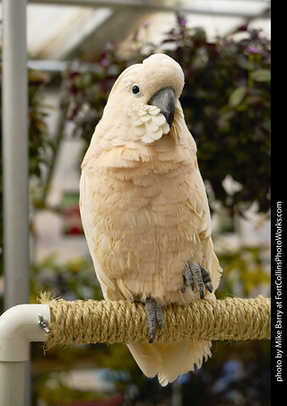 Moluccan Cockatoo