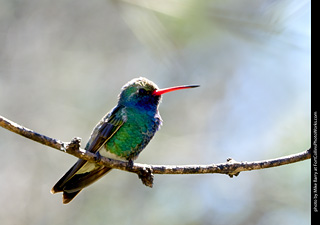 Broad-billed Hummingbird