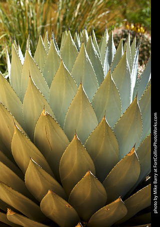 Agave in the Garden