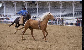 Never Summer Rodeo - Bareback Riding