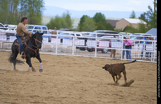 Never Summer Rodeo - Tie Down Roping
