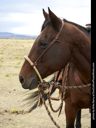 Diggs Cowboy Shoot