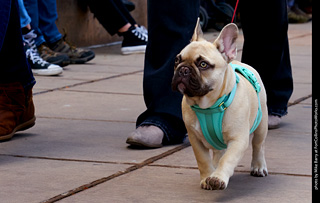 Tour de Corgi - Parade