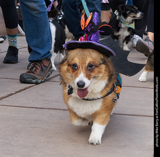 Tour de Corgi - Parade