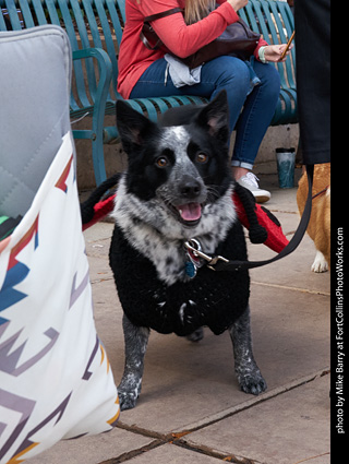 Tour de Corgi - Parade