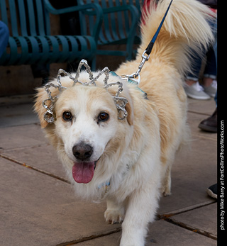 Tour de Corgi - Parade