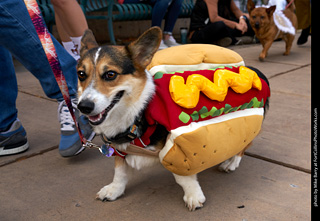 Tour de Corgi - Parade