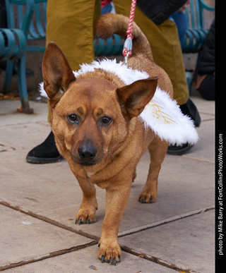 Tour de Corgi - Parade