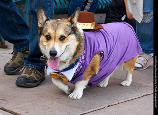 Tour de Corgi - Parade