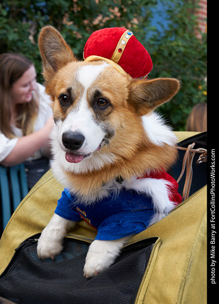 Tour de Corgi - Parade