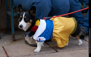 Tour de Corgi - Parade