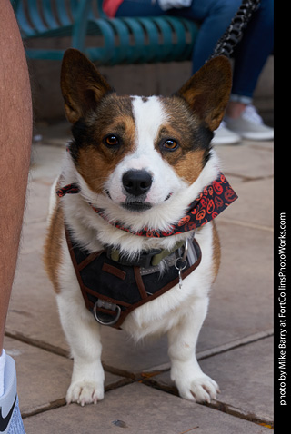 Tour de Corgi - Parade