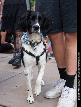 Tour de Corgi - Parade