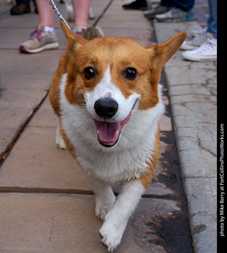 Tour de Corgi - Parade