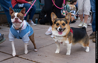 Tour de Corgi - Parade