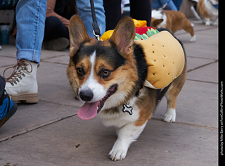 Tour de Corgi - Parade