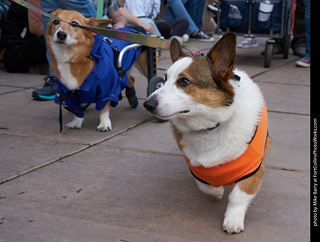 Tour de Corgi - Parade