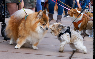 Tour de Corgi - Parade