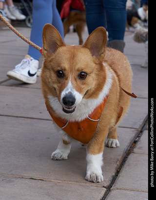 Tour de Corgi - Parade