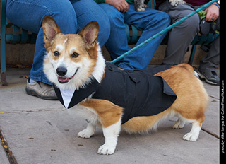 Tour de Corgi - Parade