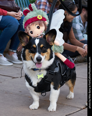 Tour de Corgi - Parade