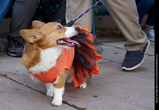 Tour de Corgi - Parade