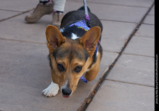 Tour de Corgi - Parade