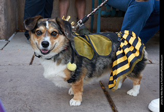 Tour de Corgi - Parade