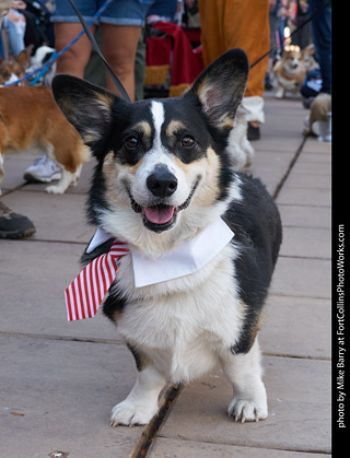 Tour de Corgi - Parade