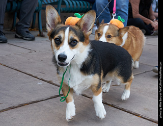 Tour de Corgi - Parade