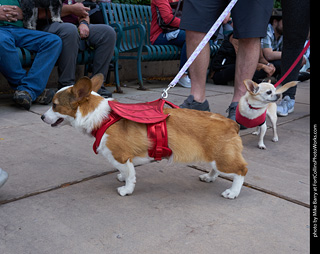 Tour de Corgi - Parade