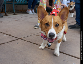 Tour de Corgi - Parade
