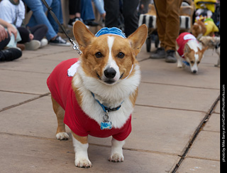 Tour de Corgi - Parade