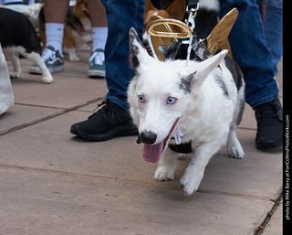 Tour de Corgi - Parade