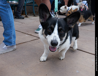 Tour de Corgi - Parade