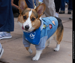 Tour de Corgi - Parade