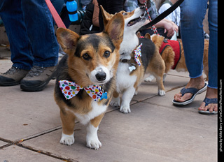 Tour de Corgi - Parade