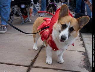 Tour de Corgi - Parade