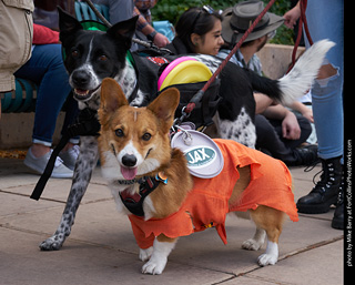 Tour de Corgi - Parade