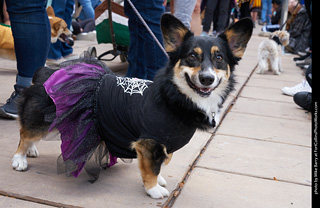 Tour de Corgi - Parade